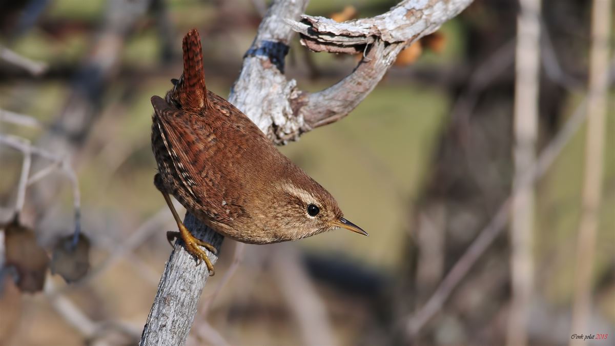 Eurasian Wren