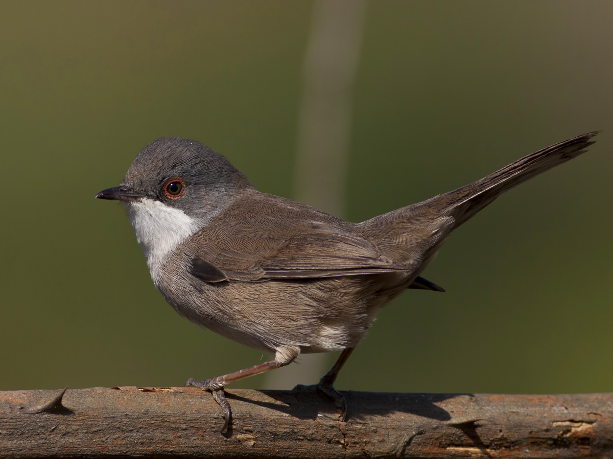 Sardinian Warbler