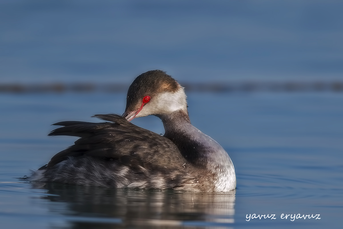 Horned Grebe