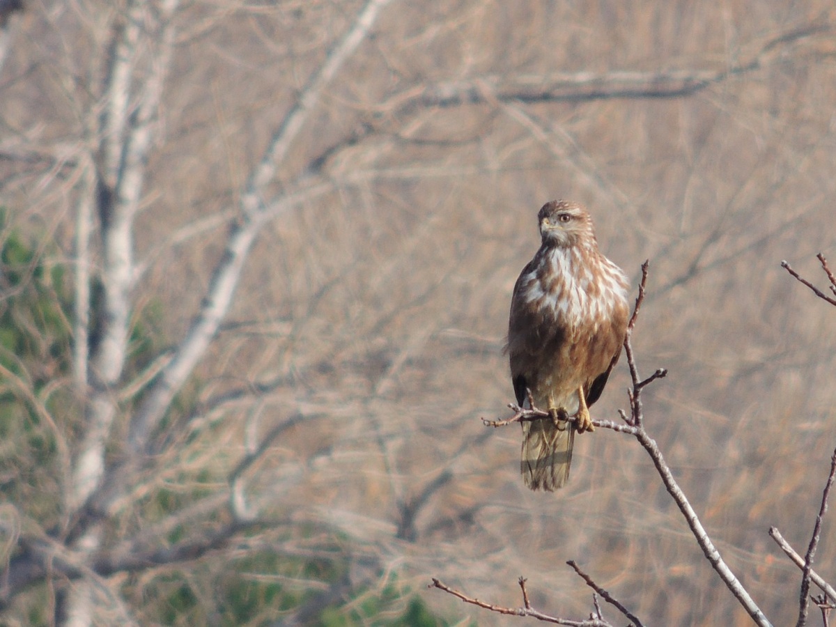 Common Buzzard