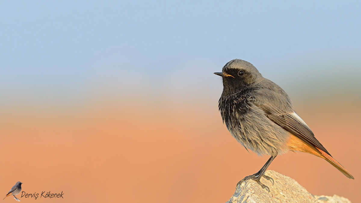 Black Redstart
