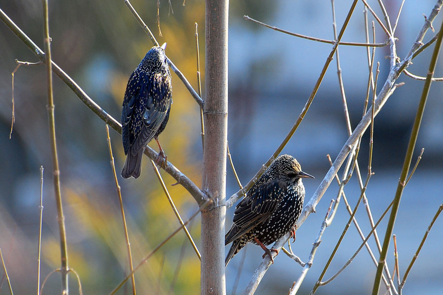 Common Starling