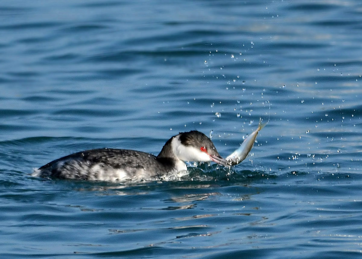 Horned Grebe