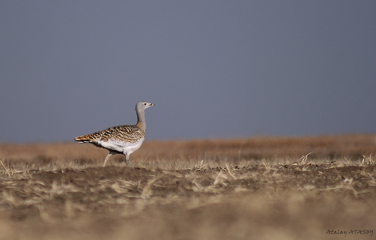Great Bustard