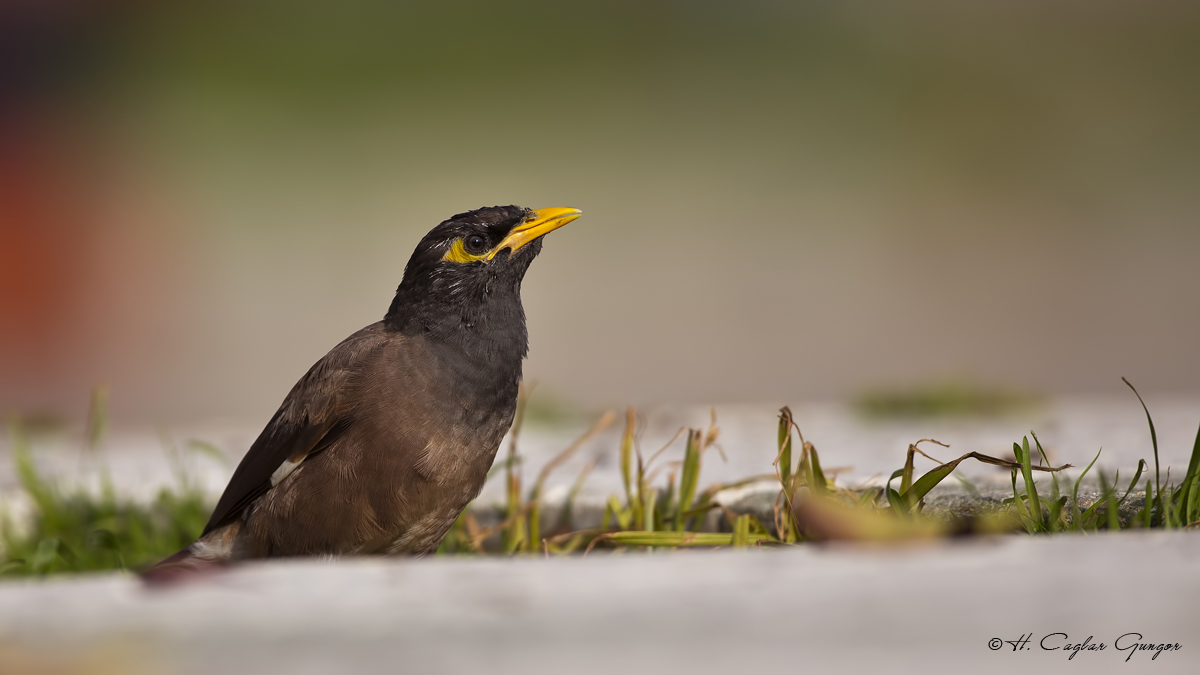 Common Myna