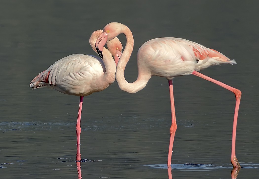 Greater Flamingo