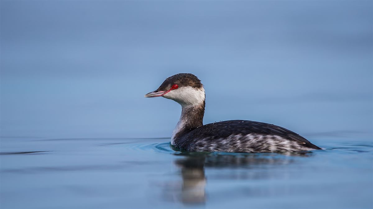 Horned Grebe
