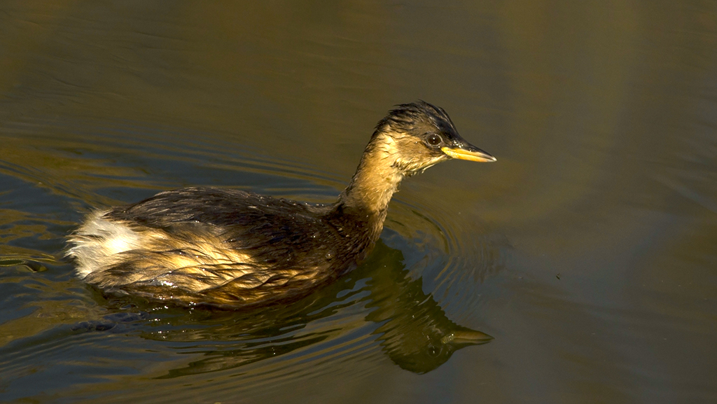 Little Grebe