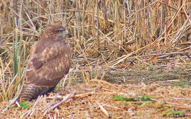 Common Buzzard