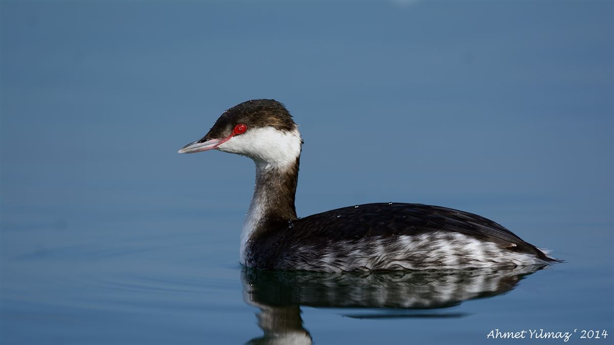 Horned Grebe