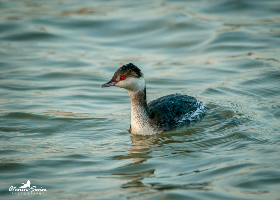 Horned Grebe