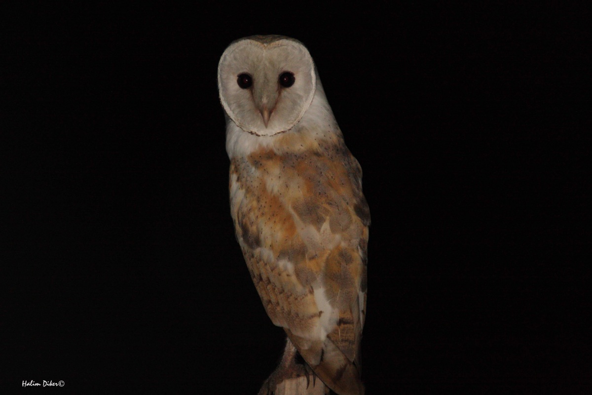 Western Barn Owl