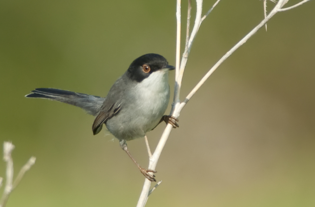 Sardinian Warbler