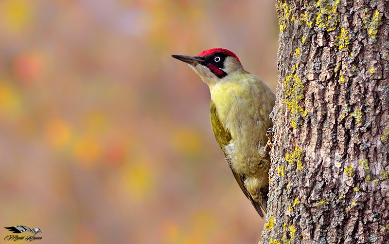 European Green Woodpecker