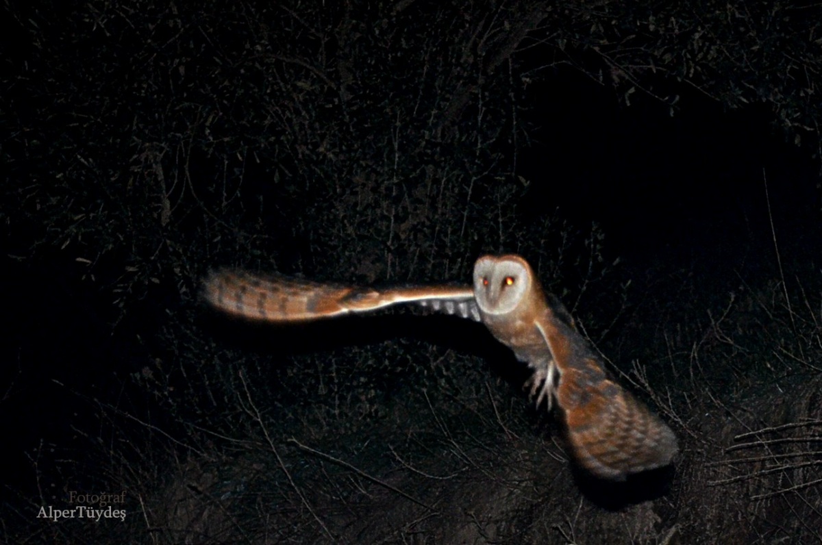 Western Barn Owl