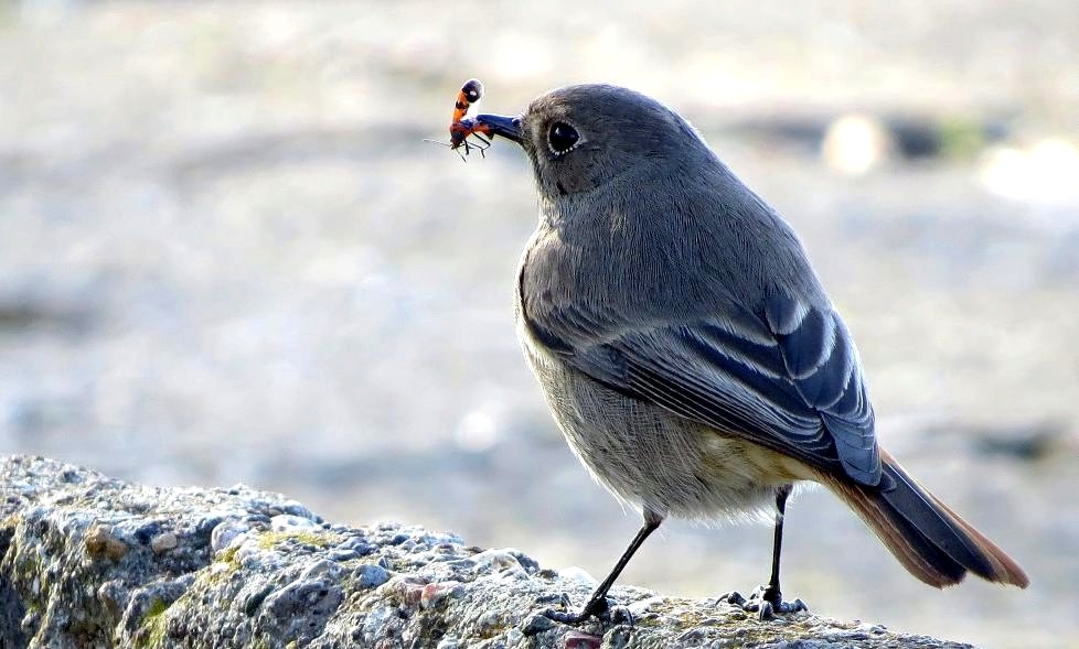 Black Redstart