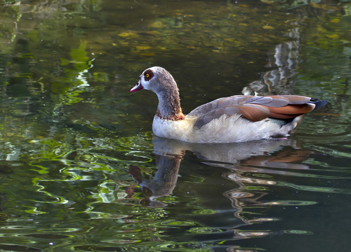 Egyptian Goose
