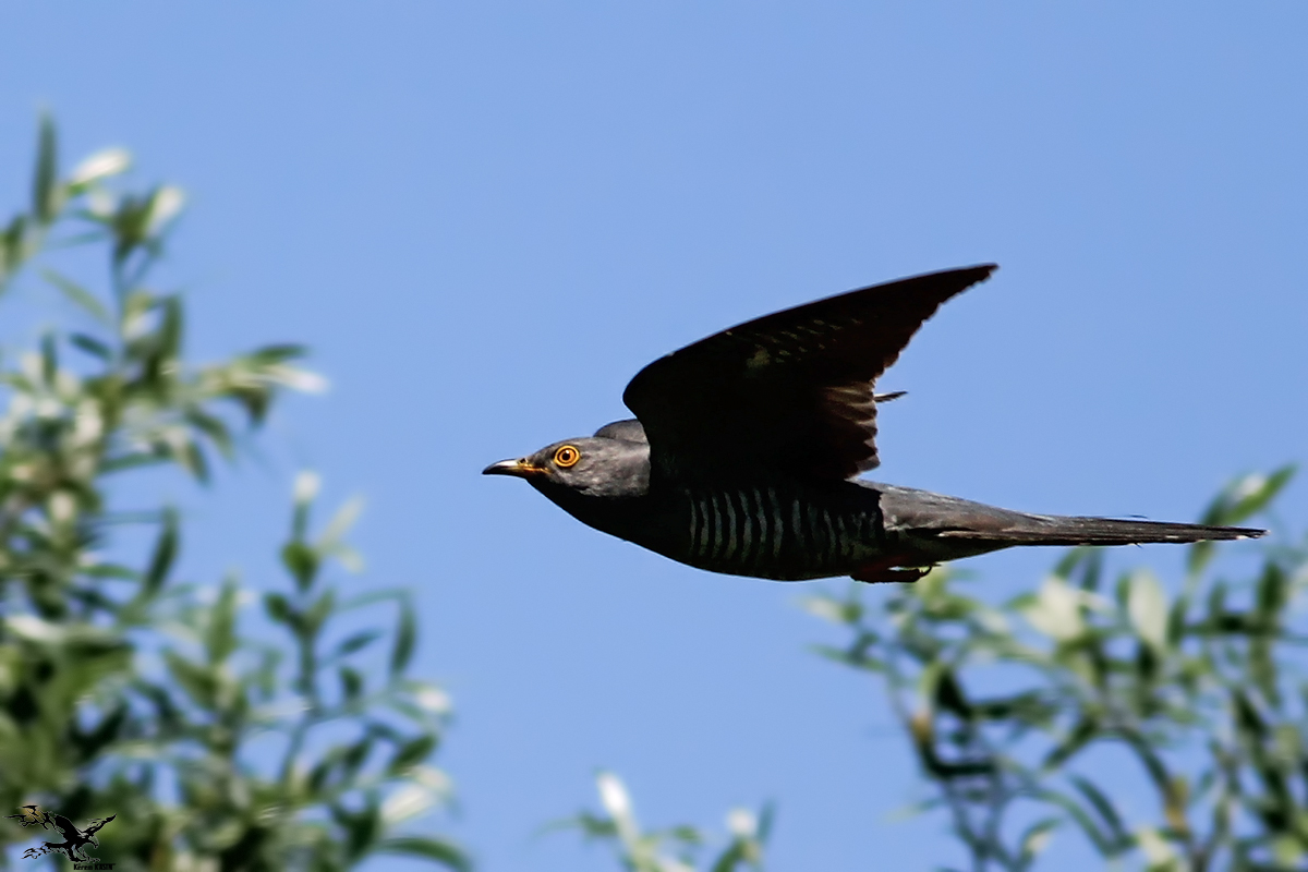 Common Cuckoo
