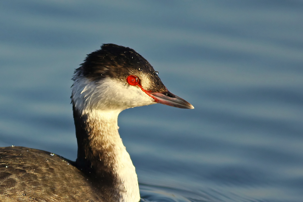 Horned Grebe