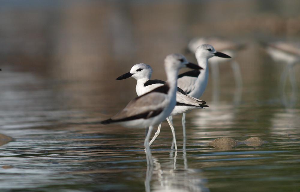 Crab-plover