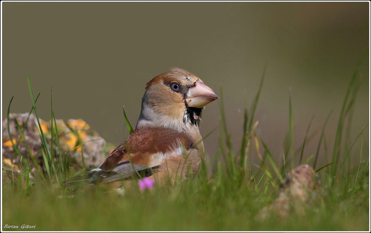 Hawfinch