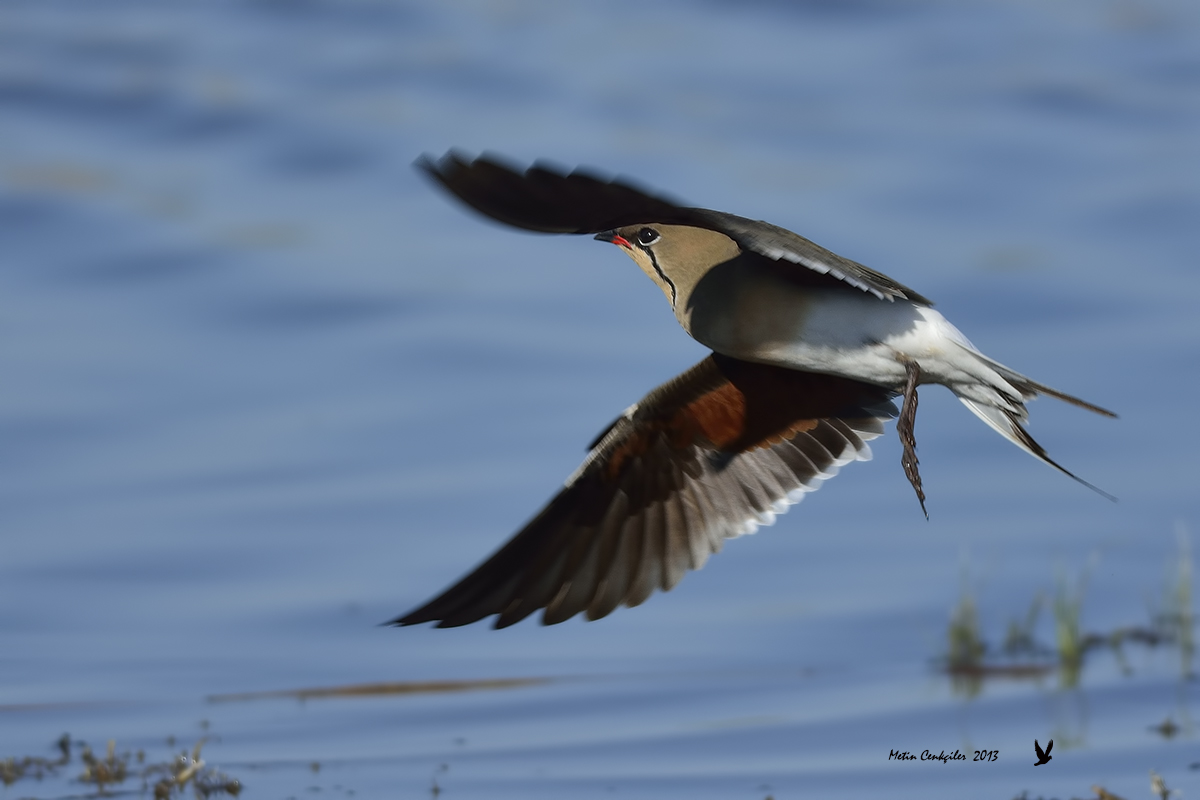 Collared Pratincole