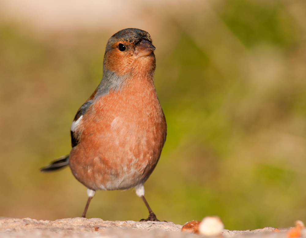 Eurasian Chaffinch