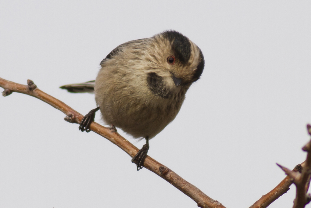 Long-tailed Tit