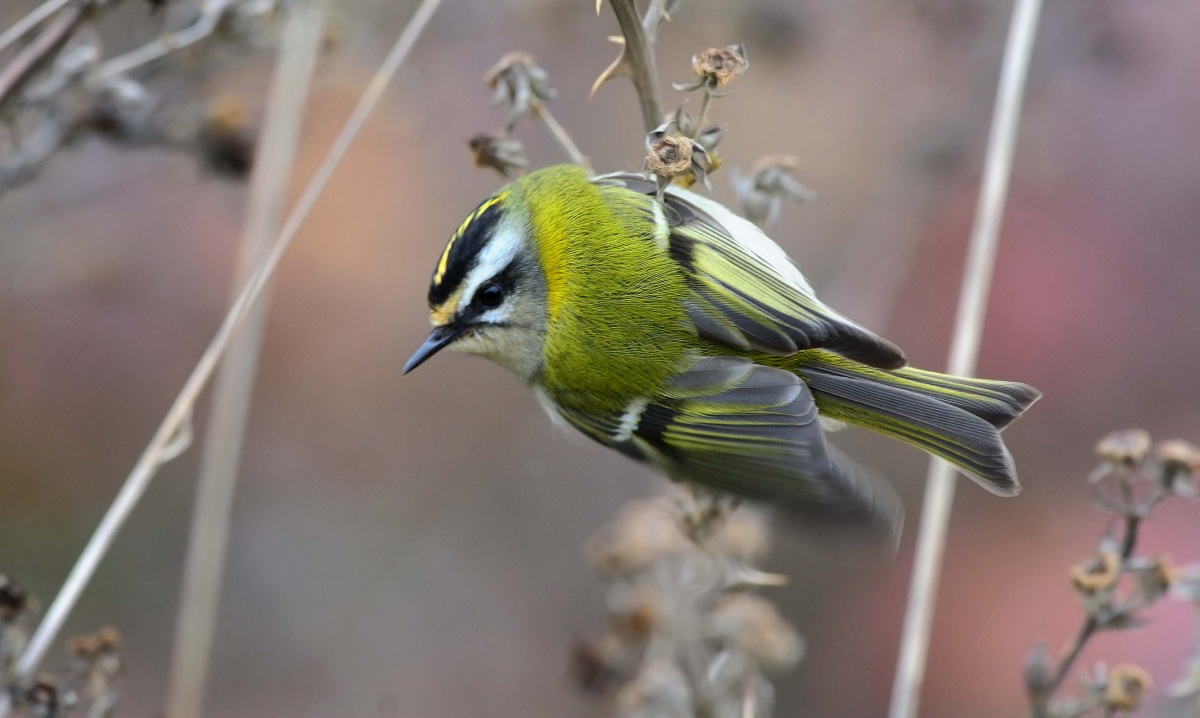 Common Firecrest