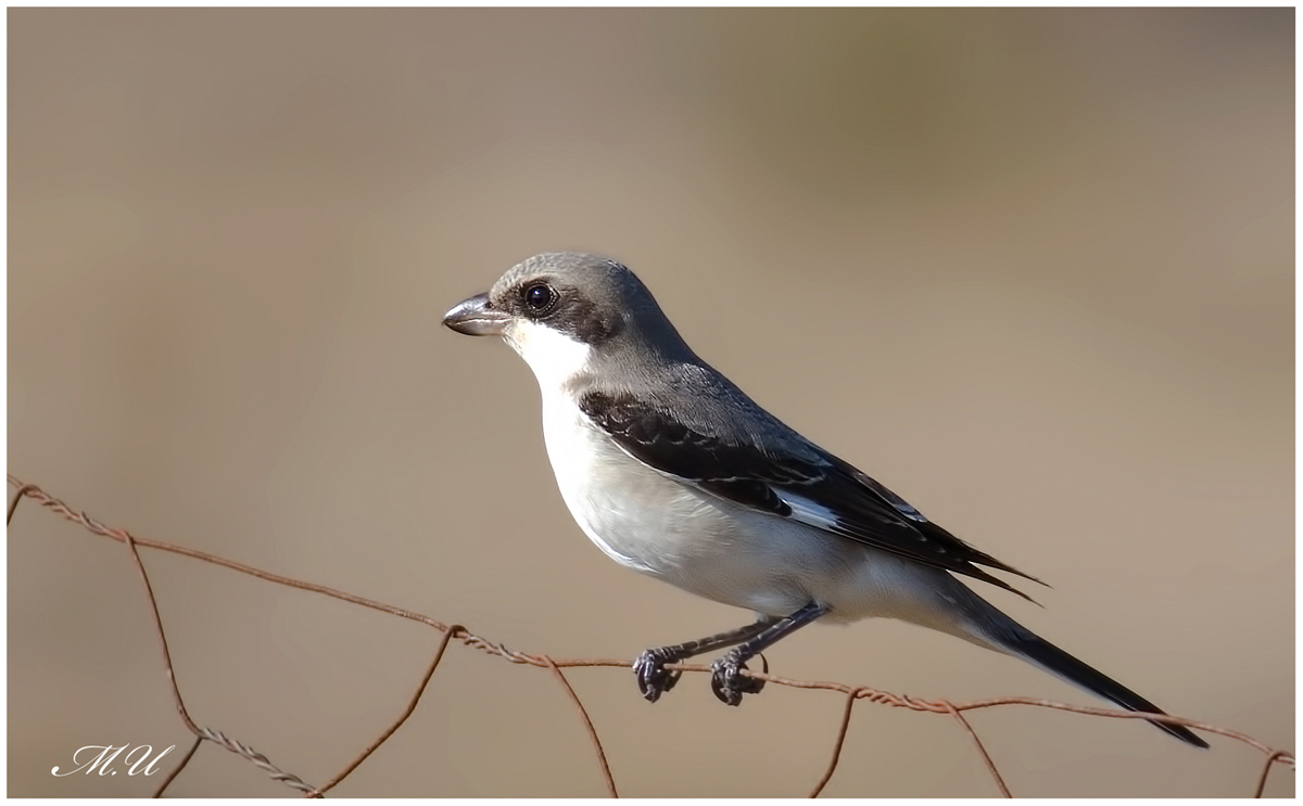 Lesser Grey Shrike