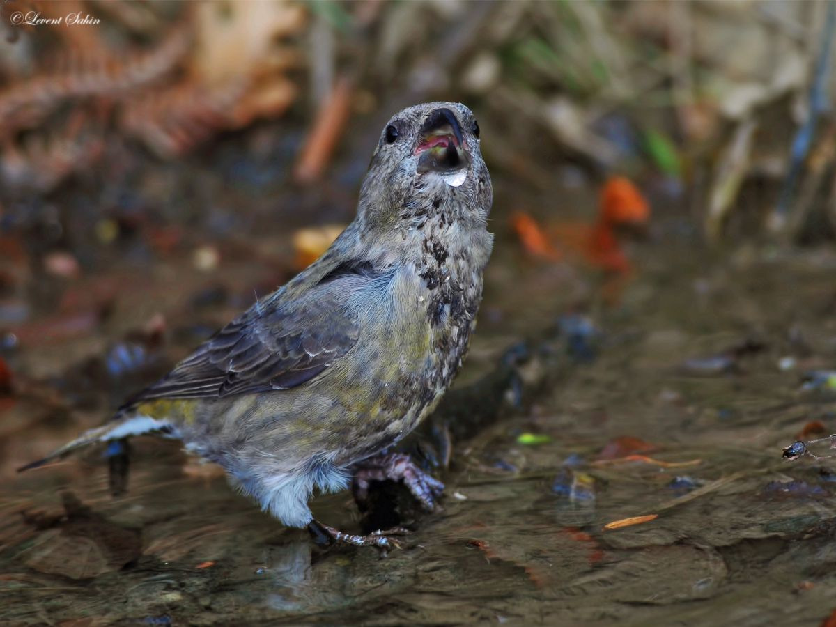 Red Crossbill