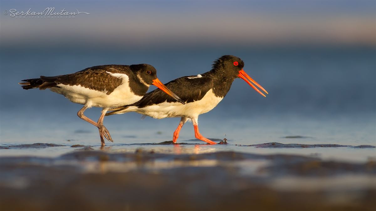 Eurasian Oystercatcher
