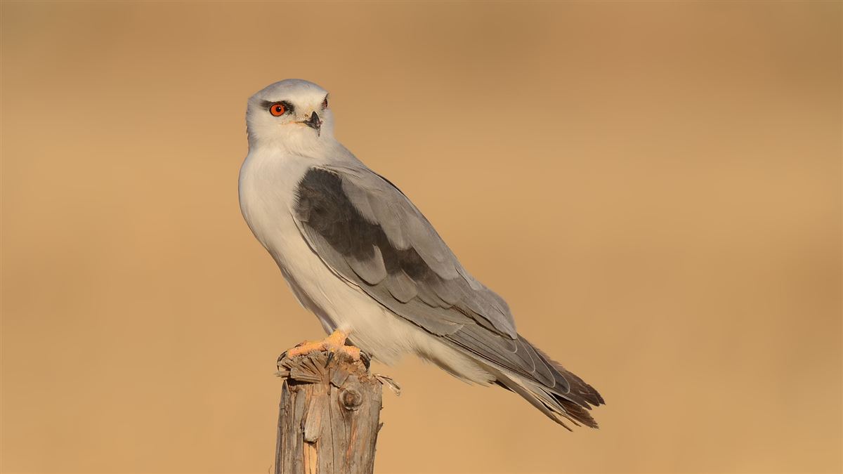 Black-winged Kite