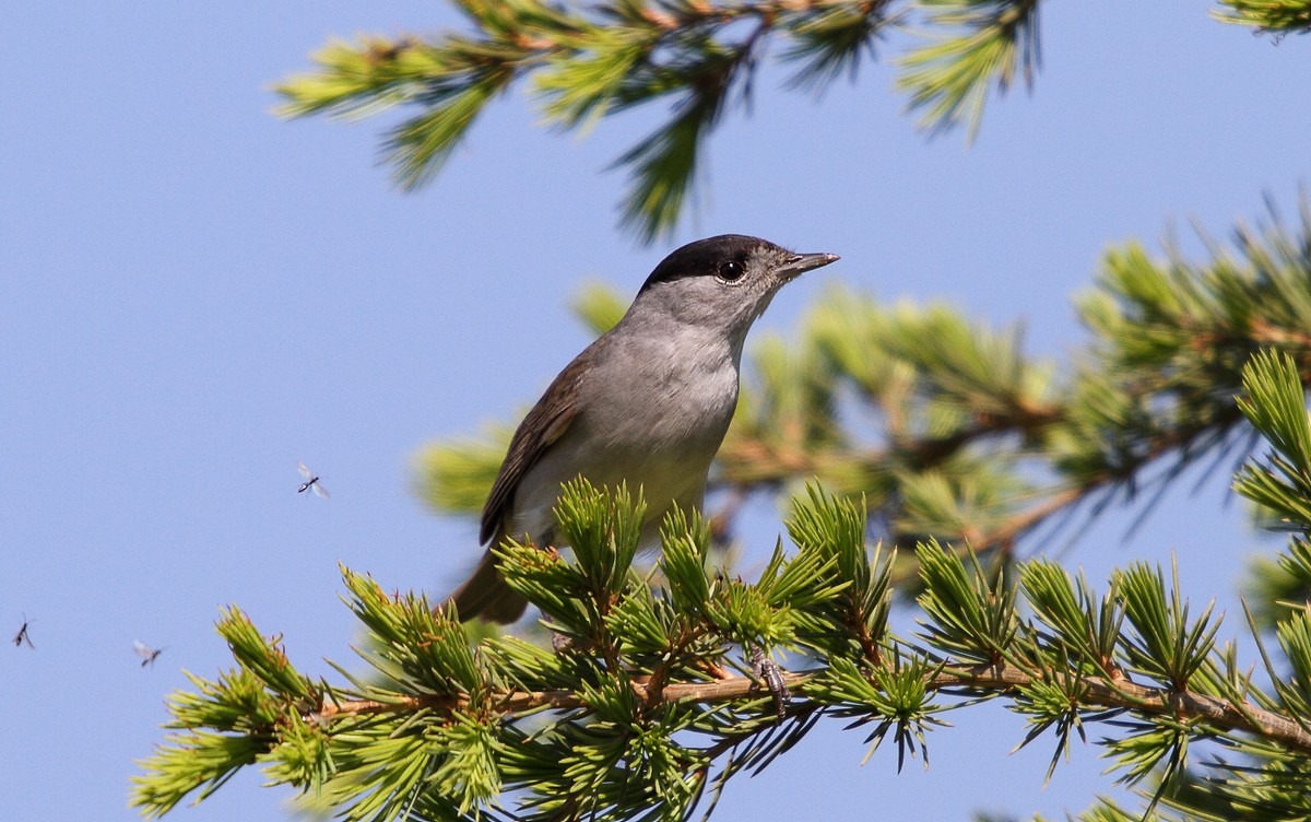 Eurasian Blackcap