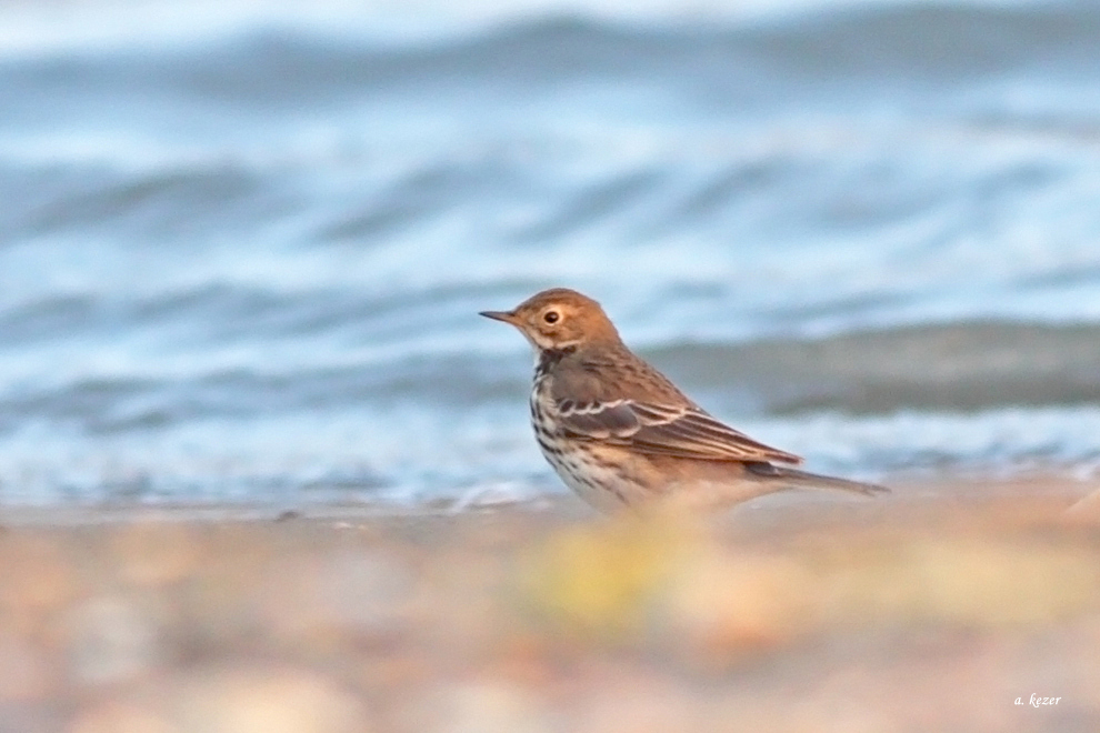 Buff-bellied Pipit
