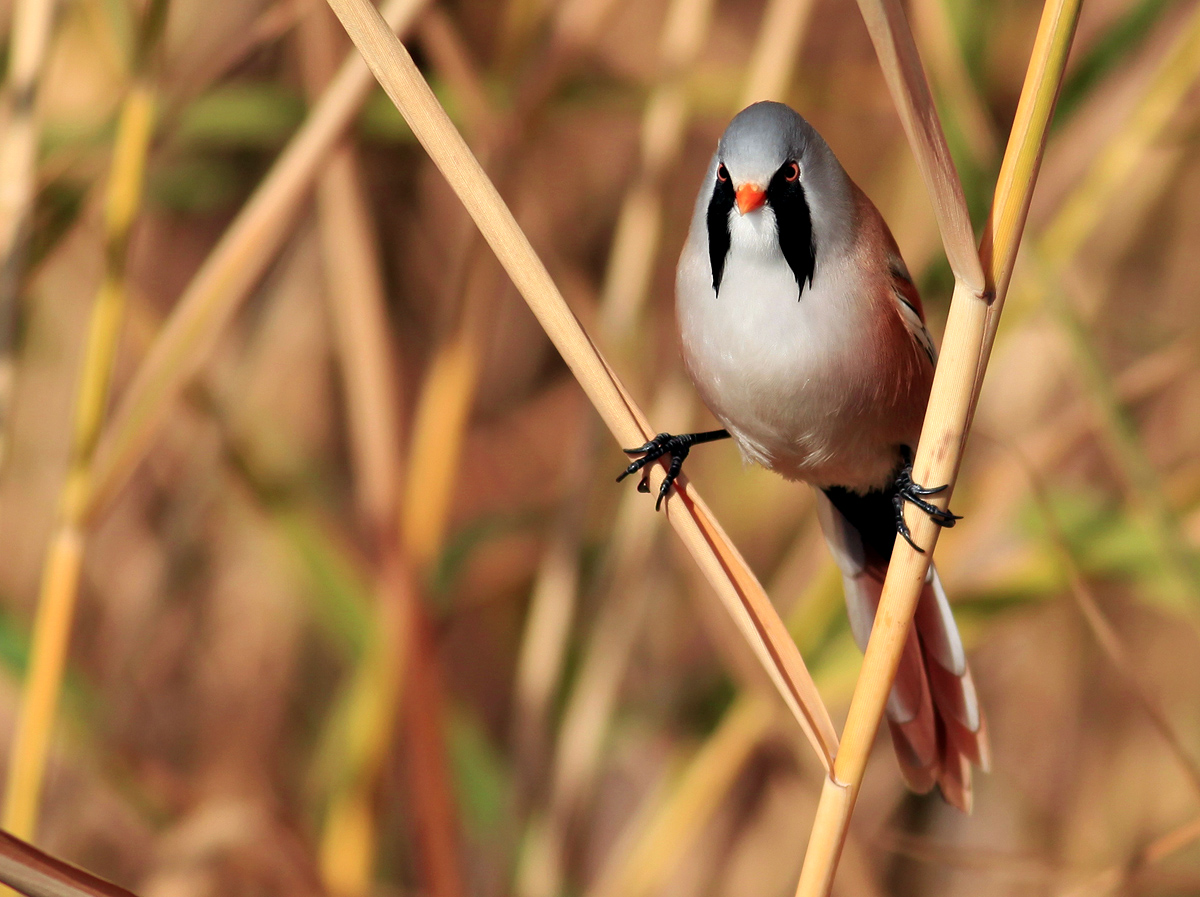 Bearded Reedling