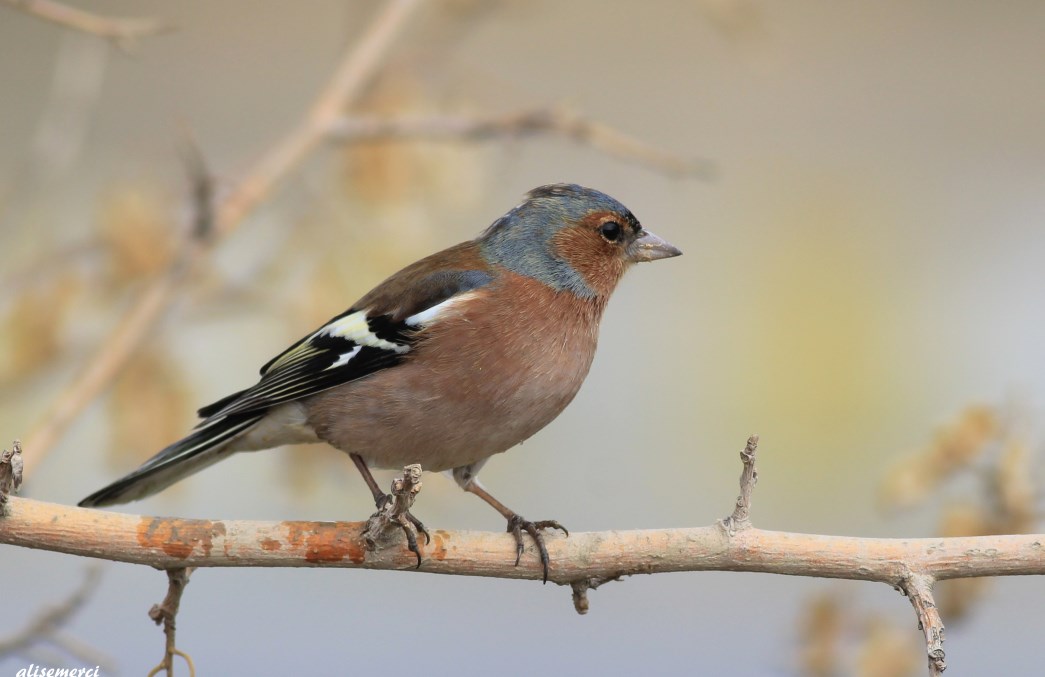 Eurasian Chaffinch