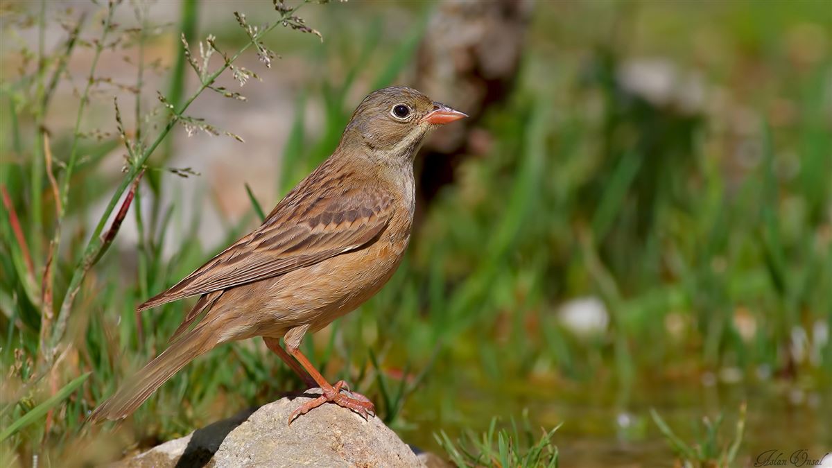 Ortolan Bunting