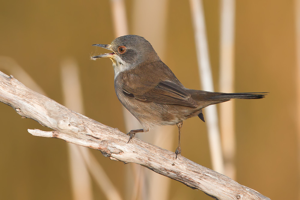 Sardinian Warbler
