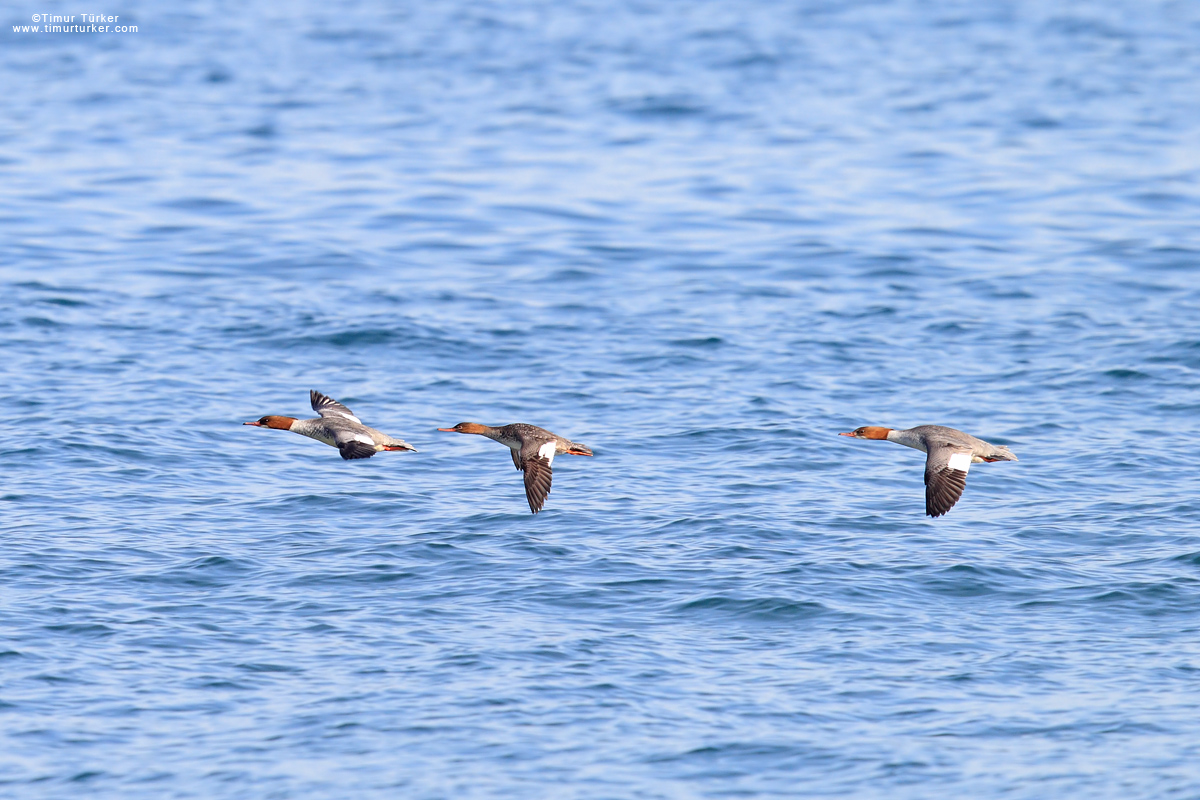 Red-breasted Merganser