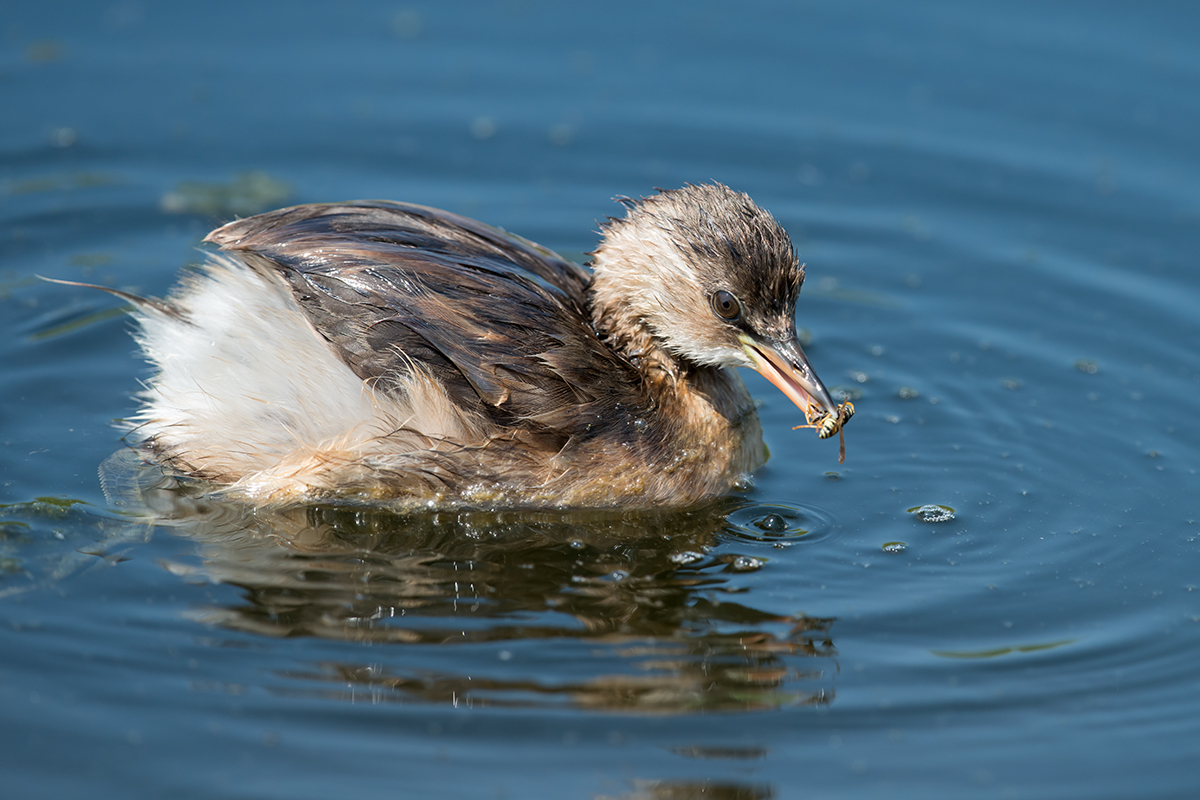 Little Grebe