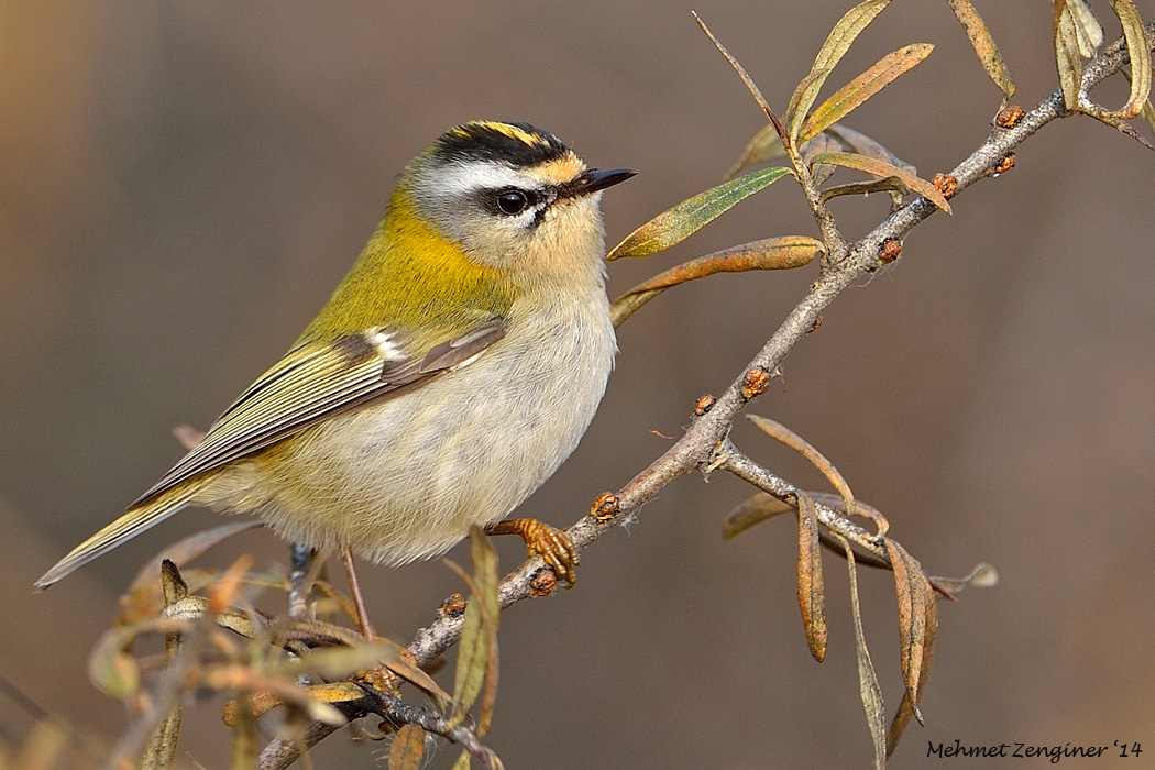 Common Firecrest