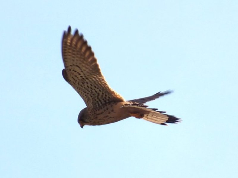 Common Kestrel