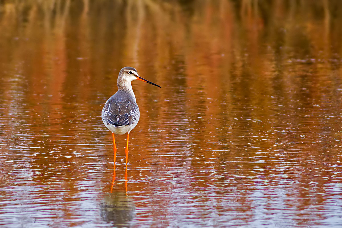 Spotted Redshank