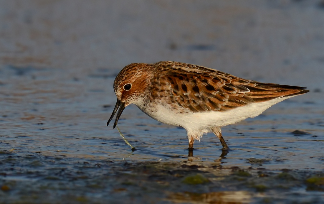 Little Stint