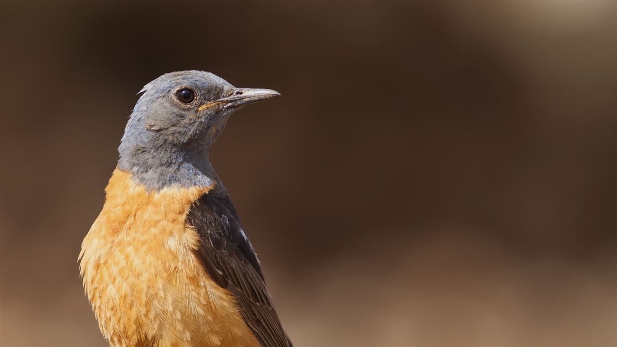 Common Rock Thrush