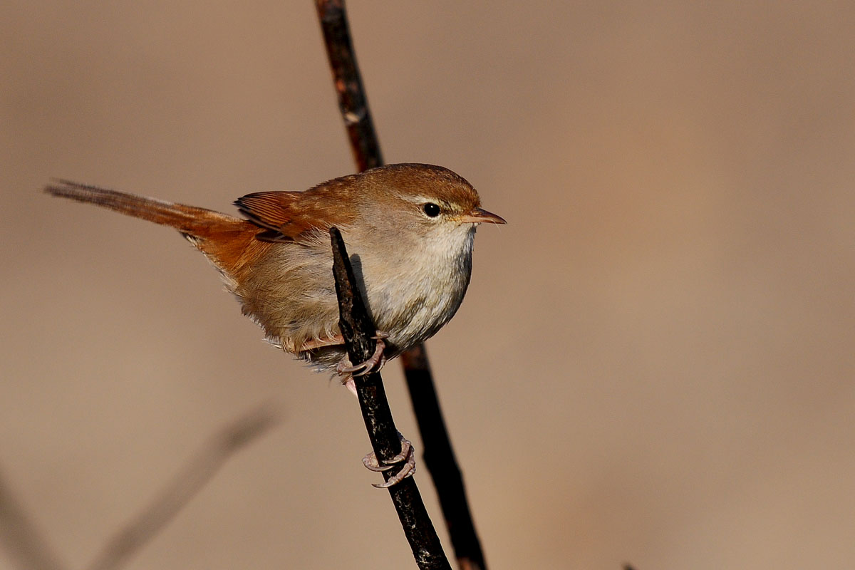 Cetti`s Warbler