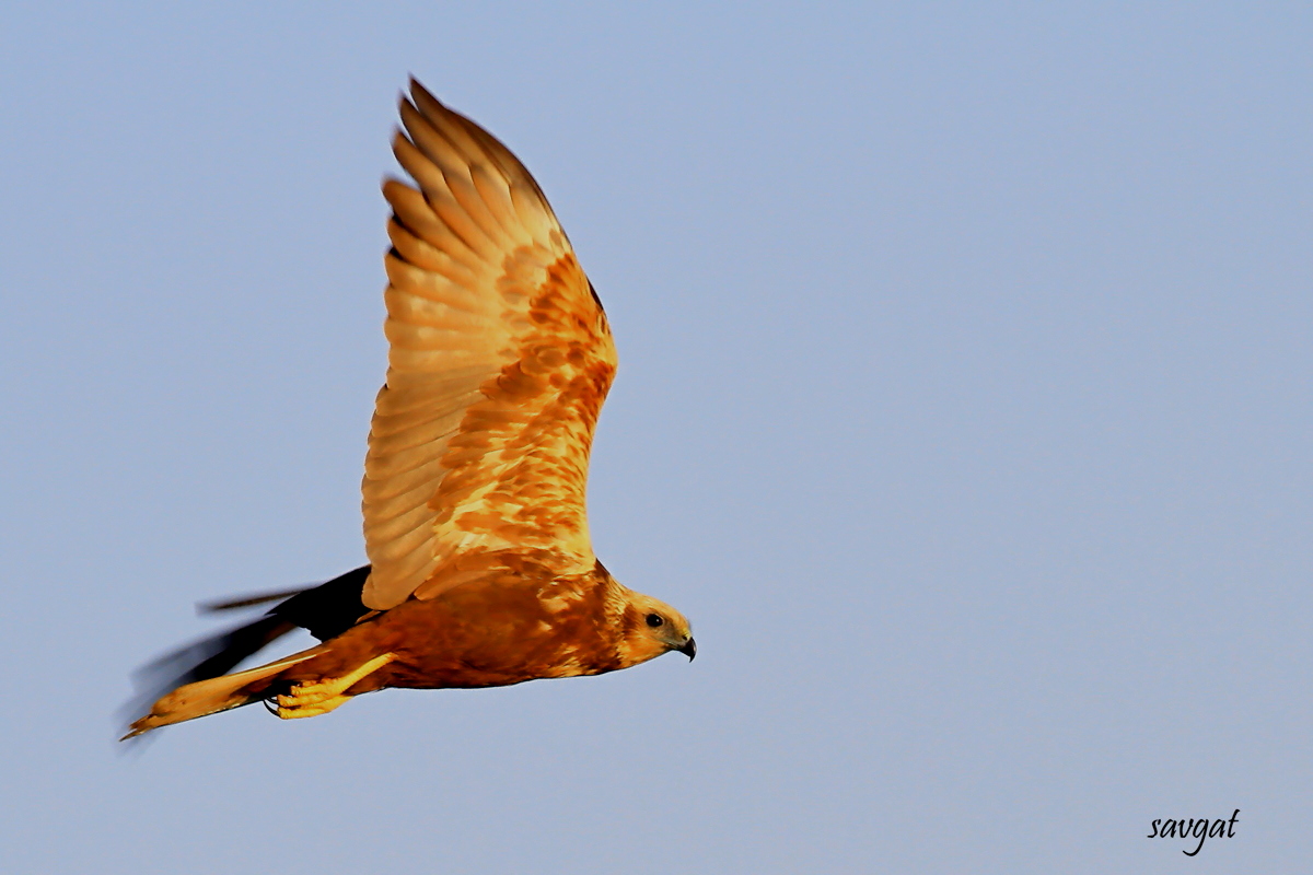 Western Marsh Harrier
