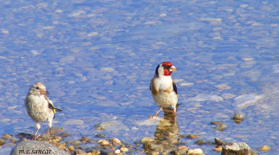 European Goldfinch