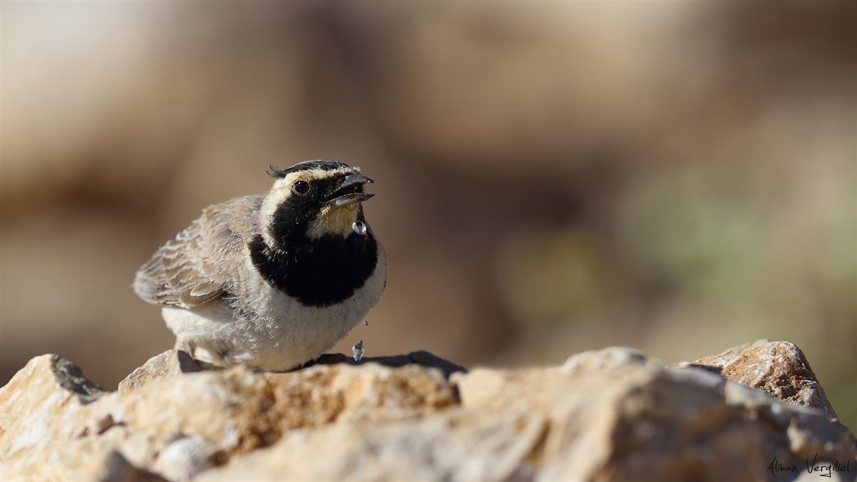 Horned Lark